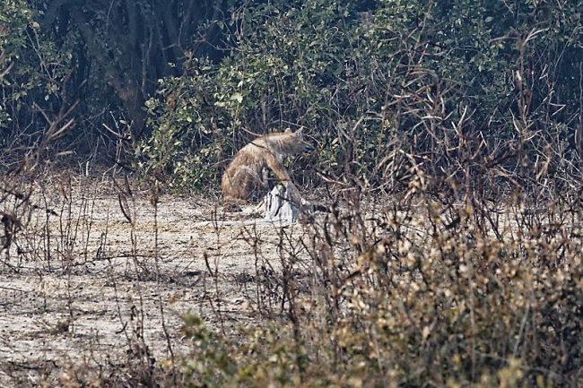 Keoladeo national park-012